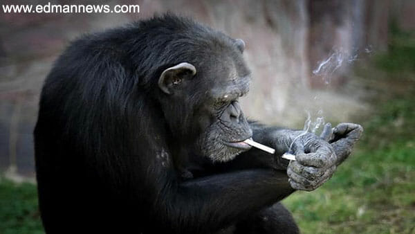 الادمان على التدخين يصل للقرود