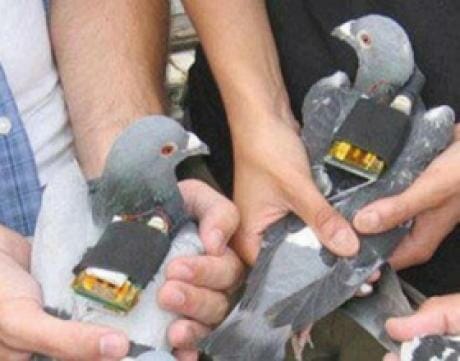 تهريب المخدرات عن طريق الطيور