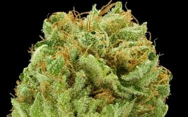 [صورة: -الفودو.jpg]